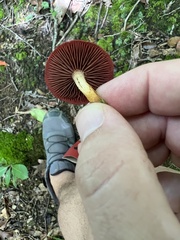 Cortinarius semisanguineus