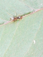 Nylanderia