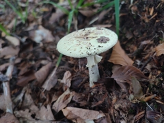 Amanita citrina