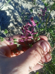 Fumaria officinalis