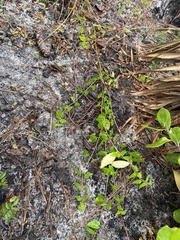 Matelea pubiflora