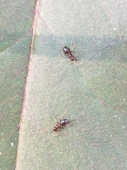 Nylanderia