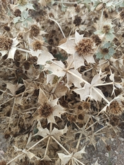 Eryngium maritimum