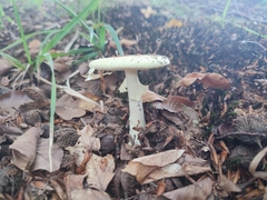 Amanita citrina