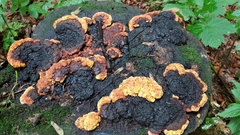 Gloeophyllum odoratum