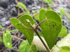Matelea pubiflora
