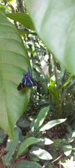 Rhetus arcius