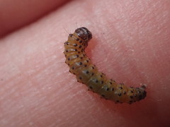 Saucrobotys futilalis