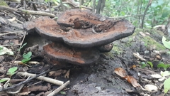 Ischnoderma benzoinum