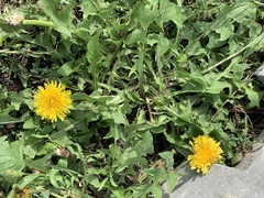 Taraxacum
