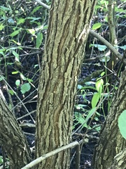 Populus heterophylla