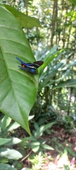 Rhetus arcius