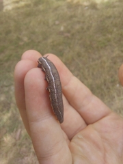 Macroglossum stellatarum