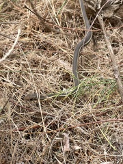 Masticophis lateralis