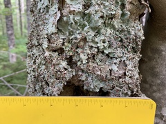 Ricasolia quercizans