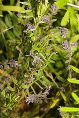 Myosotis discolor