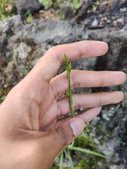 Echeandia flavescens