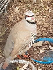 Alectoris