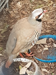 Alectoris