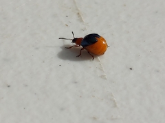 Gastrophysa polygoni