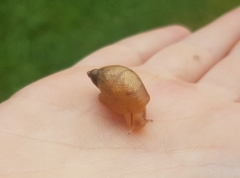 Succinea putris