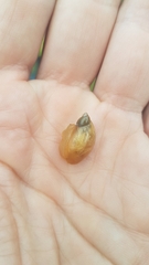 Succinea putris
