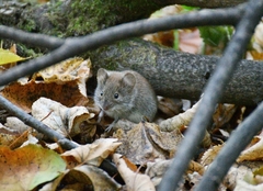 Clethrionomys glareolus