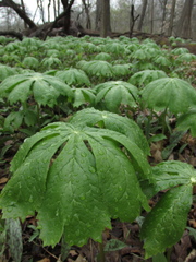 Podophyllum peltatum