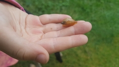 Succinea putris