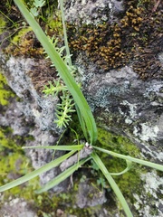 Echeandia flavescens