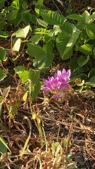 Colchicum speciosum