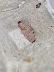 Idaea eugeniata
