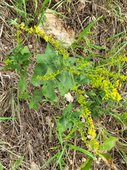 Solidago petiolaris