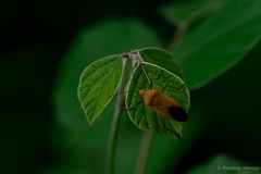 Leptocoris