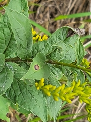Solidago petiolaris