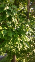 Catalpa speciosa