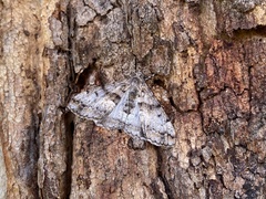 Gastrinodes argoplaca