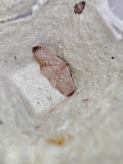 Idaea eugeniata