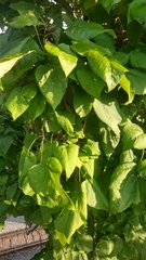Catalpa speciosa