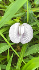 Centrosema virginianum