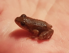 Rana