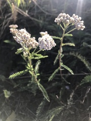 Achillea millefolium