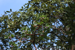 Arbutus xalapensis