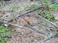 Brachythemis contaminata