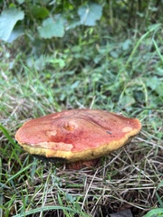 Phlebopus marginatus