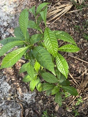 Psychotria nervosa