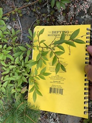 Vaccinium myrtilloides