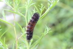 Spilosomina