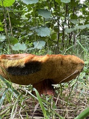 Phlebopus marginatus