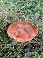 Phlebopus marginatus